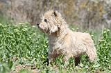 CAIRN TERRIER 259